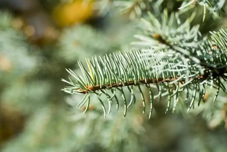 Branche de sapin naturel