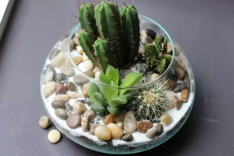 Terrarium cactus et succulentes