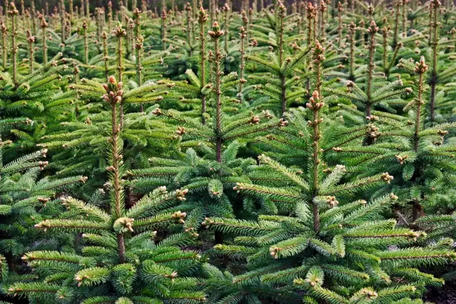 Forêt de sapins